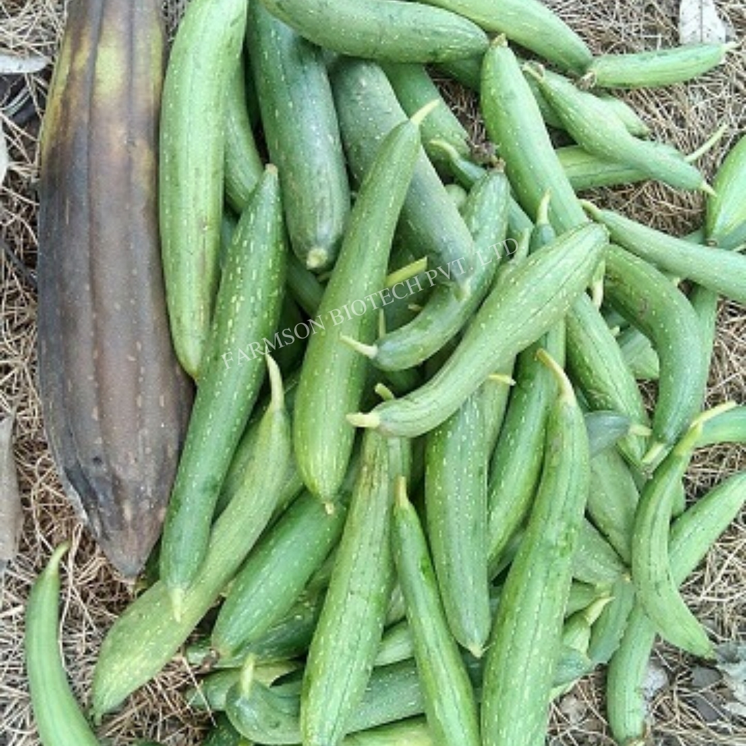 Dark Green Sponge Gourd Seeds Fb-prabhas F1 Hybrid - Cultivation Type: Common