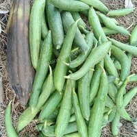 Dark green sponge gourd seeds FB-Prabhas F1 hybrid