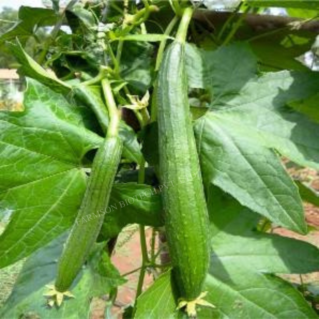 Dark Green Sponge Gourd Seeds Fb-prabhas F1 Hybrid - Cultivation Type: Common