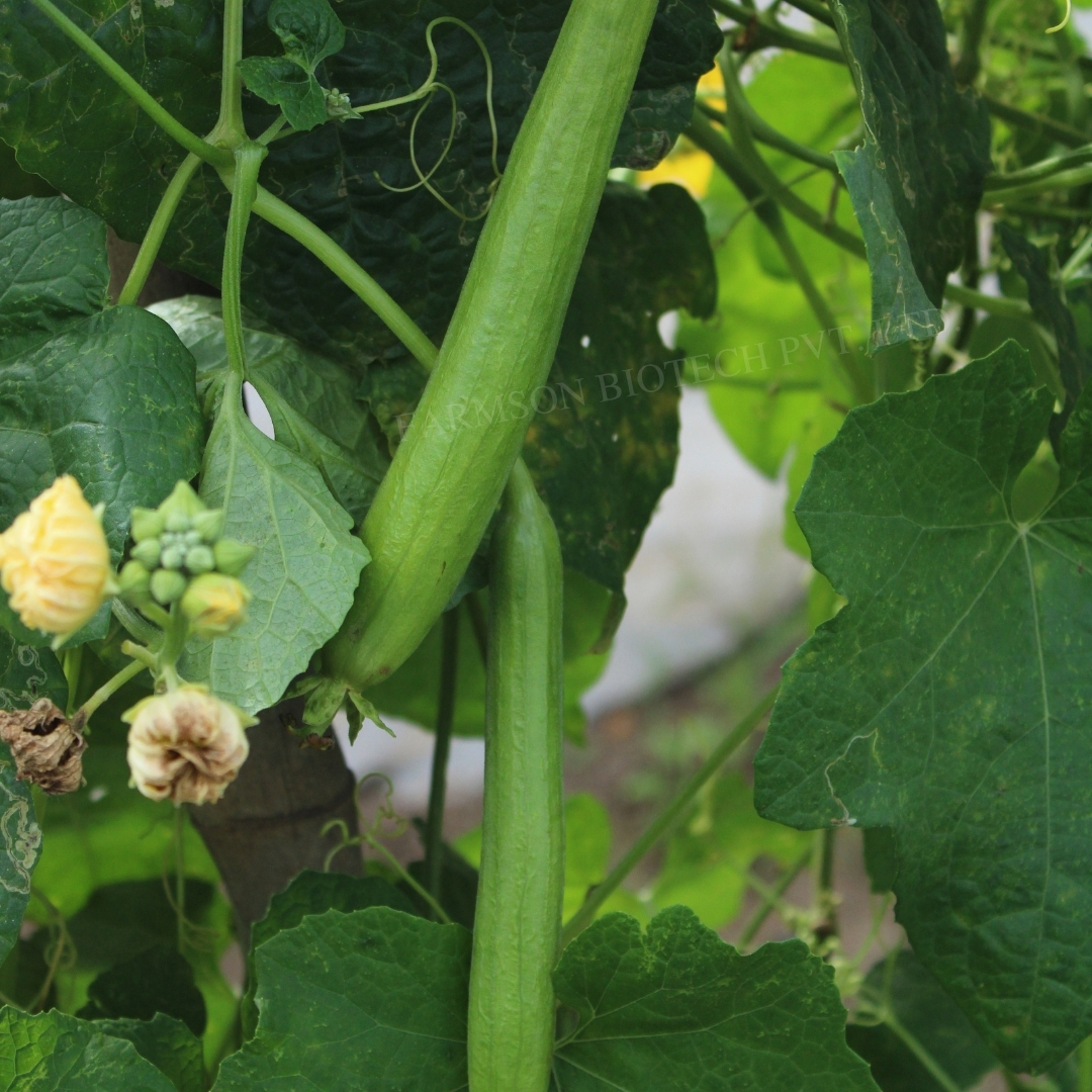Dark Green Sponge Gourd Seeds Fb-prabhas F1 Hybrid - Cultivation Type: Common