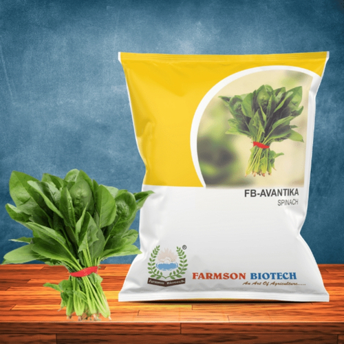Organic Spinach Seeds -Avantika - Color: Dark Green