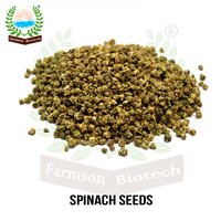 Organic spinach seeds FB-Avantika