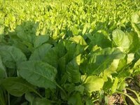 Organic spinach seeds FB-Avantika