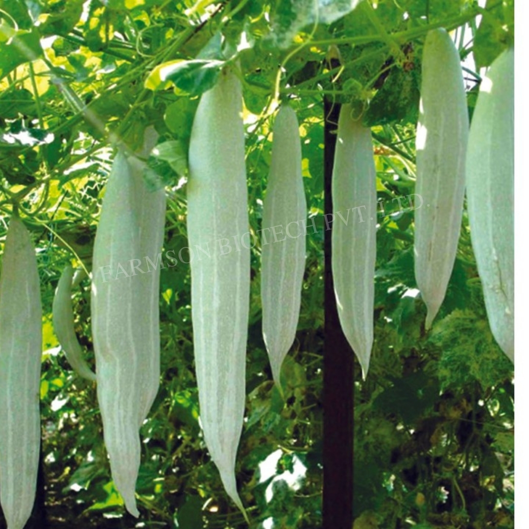 Snack Gourd Vegetable Seeds Fb-tapi F1 Hybrid - Color: Whitish