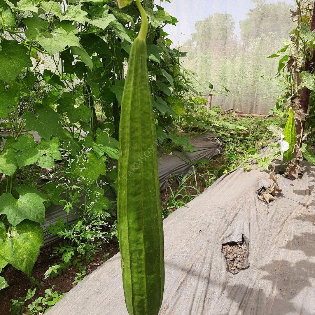 Turai Ridge Gourd Seed Fb-vindhya F1 Hybrid - Color: Light Green