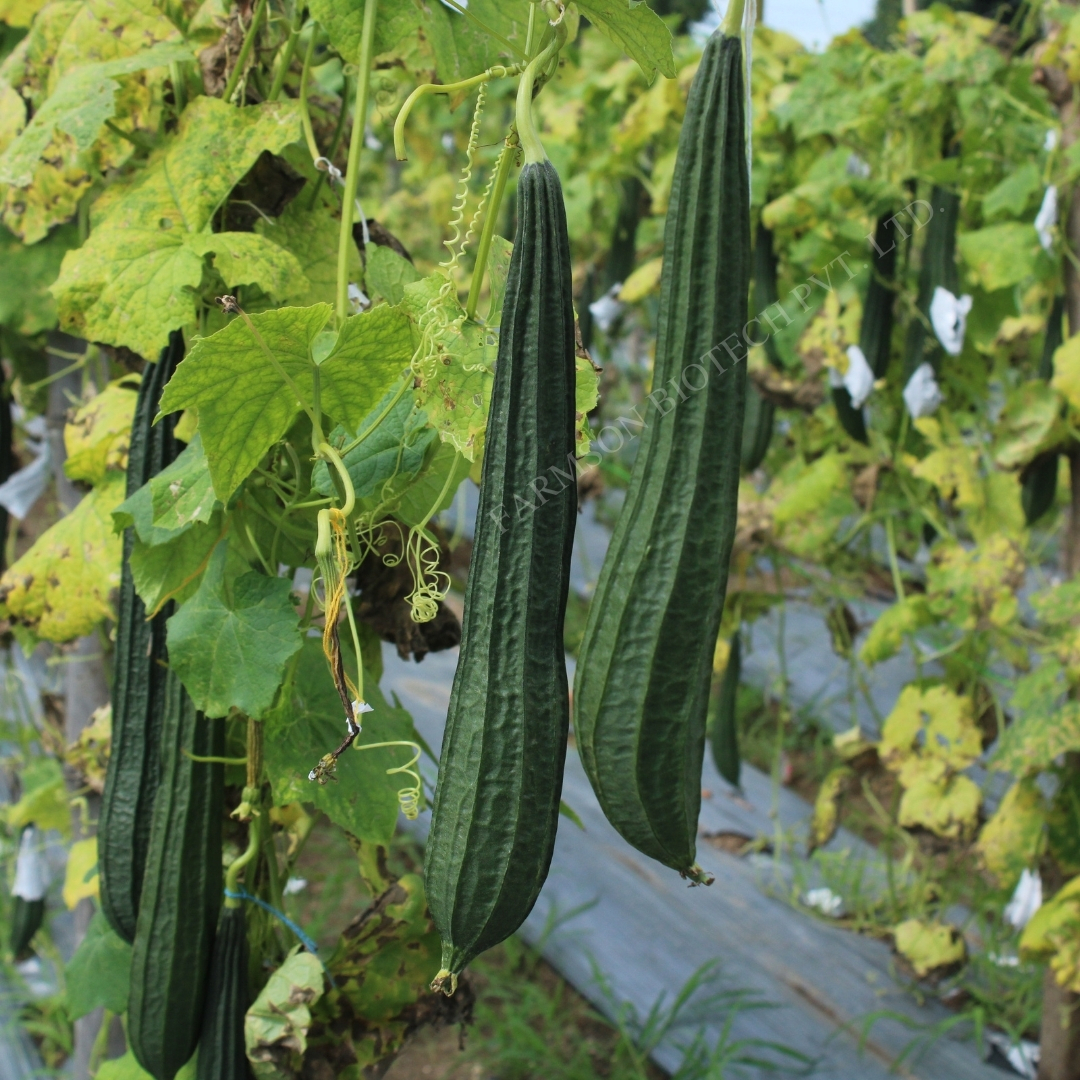 Turai Ridge Gourd Seed Fb-vindhya F1 Hybrid - Color: Light Green