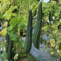 Turai ridge gourd seed FB-Vindhya F1 Hybrid