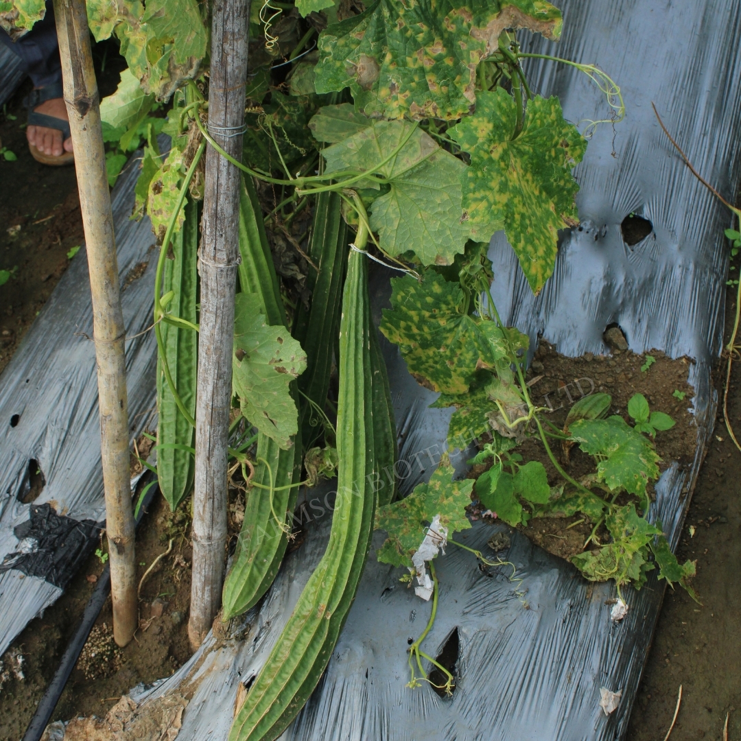 Ridge Gourd Vegetable Seeds Fb-reva F1 - Color: Dark Green