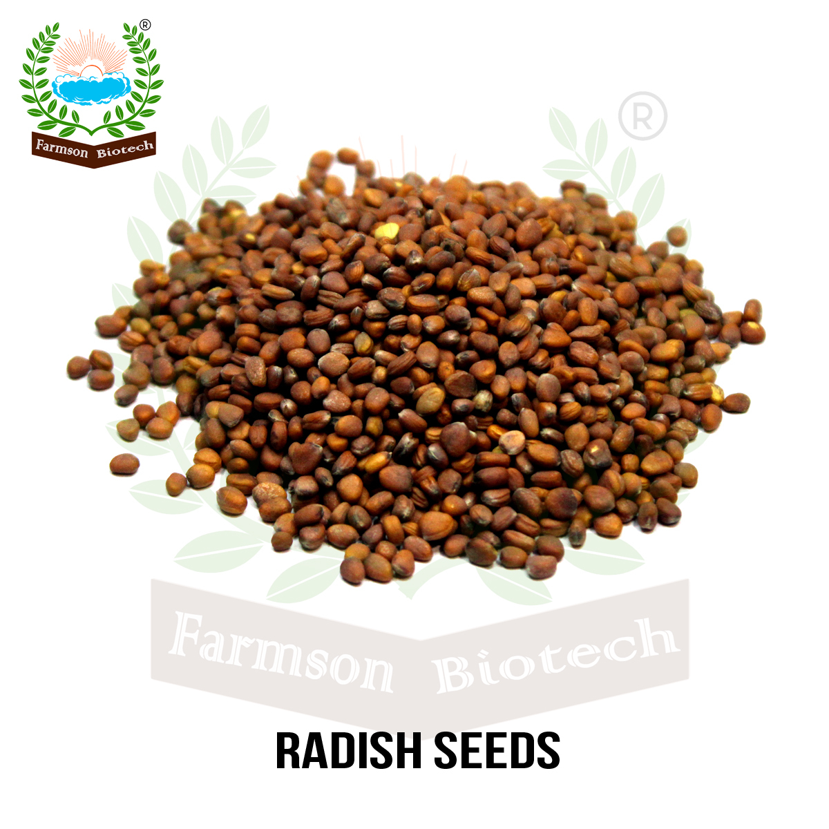 Radish Vegetable Seed -Red Rubby - Color: Red