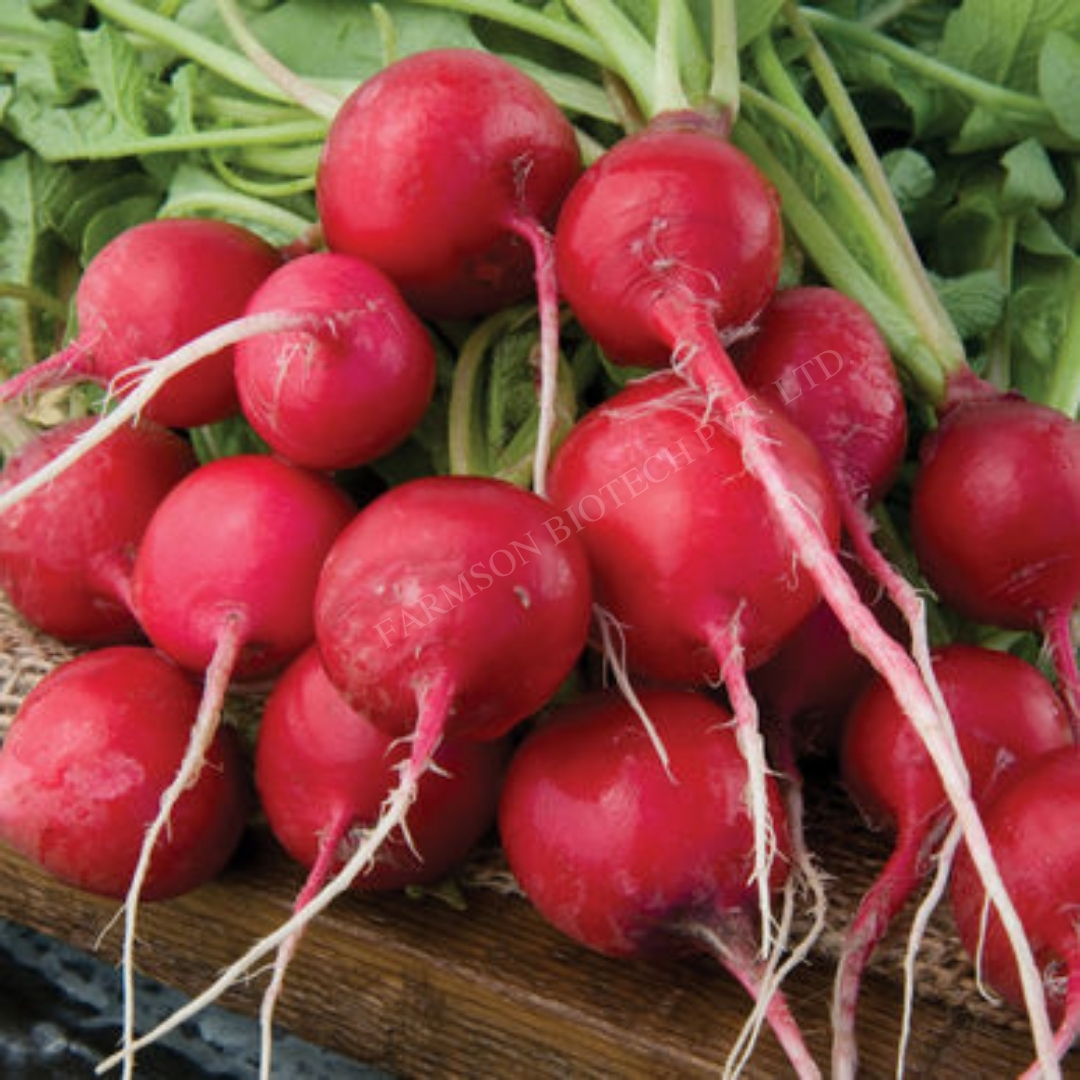 Radish Vegetable Seed -Red Rubby - Color: Red
