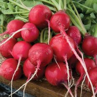 Radish vegetable seed FB-Red rubby