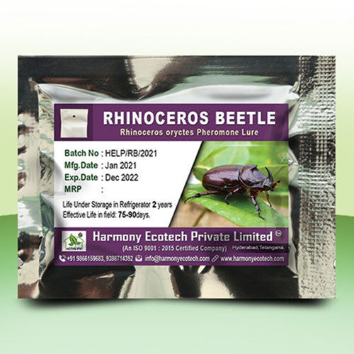 Oryctes rhinoceros - Rhinoceros Beetle