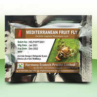 Ceratitis capitata - Mediterranean Fruit Fly