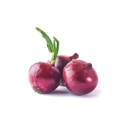 Fresh Onion - Color: Purple