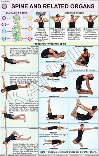 मल्टीकलर स्पाइन एंड रिलेटेड ऑर्गन्स चार्ट