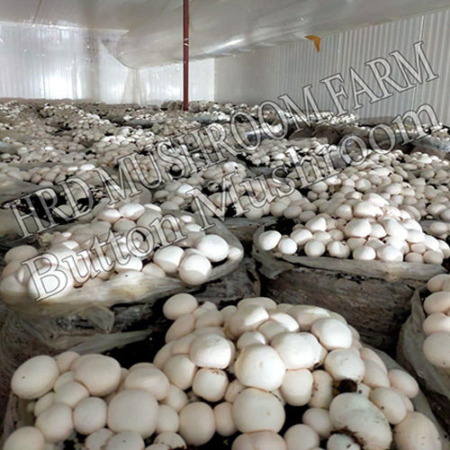 Fresh Button Mushroom - Color: White