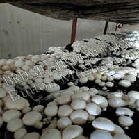 Fresh Button Mushroom