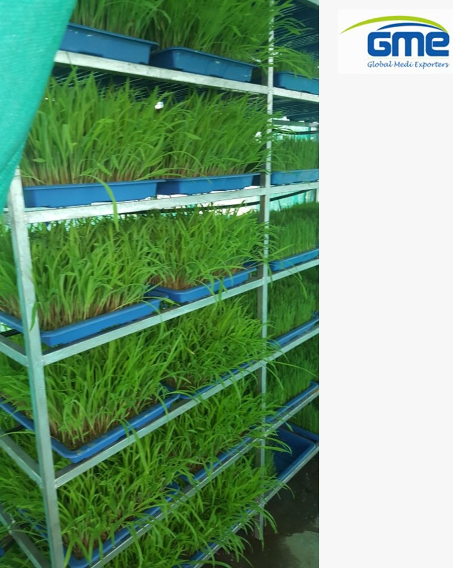 Seeding Hydroponic Trays - Virgin Plastic, 24x16 Inches, Green And Blue, 2 Inch Height, 24 Cells, Easy To Use For Agriculture Applications