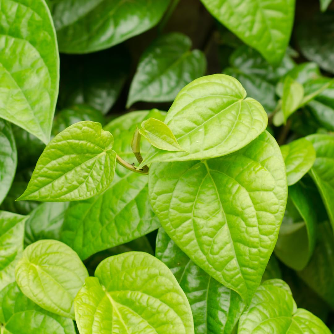 Fresh Betel Leaf - Color: Green