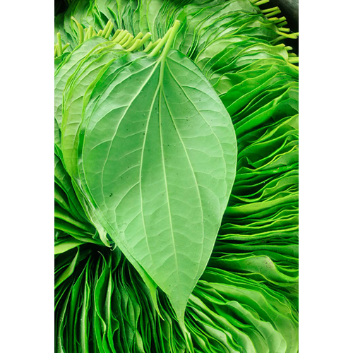 Fresh Betel Leaf - Color: Green