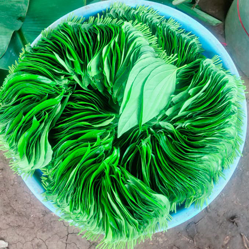 Fresh Betel Leaf - Color: Green