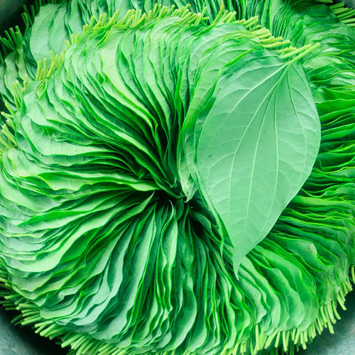 Fresh Betel Leaf - Color: Green