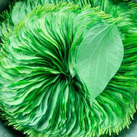 Fresh Betel Leaf