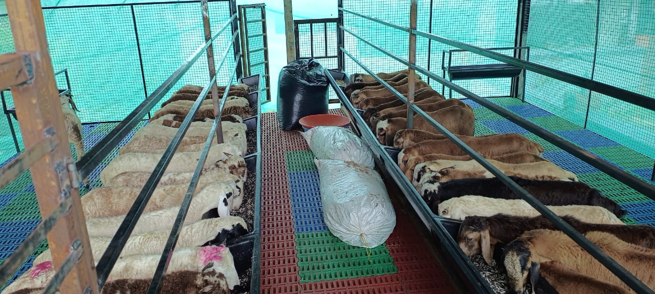 Sheep And Goat Feeder Tray - Application: Small Animals