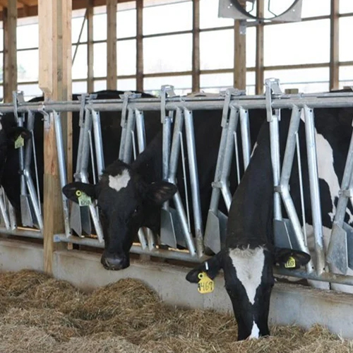 डेयरी मवेशी सिर लॉक