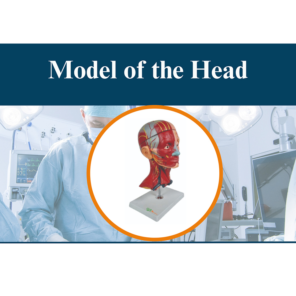 Model Of The Head - Color: Multicolor