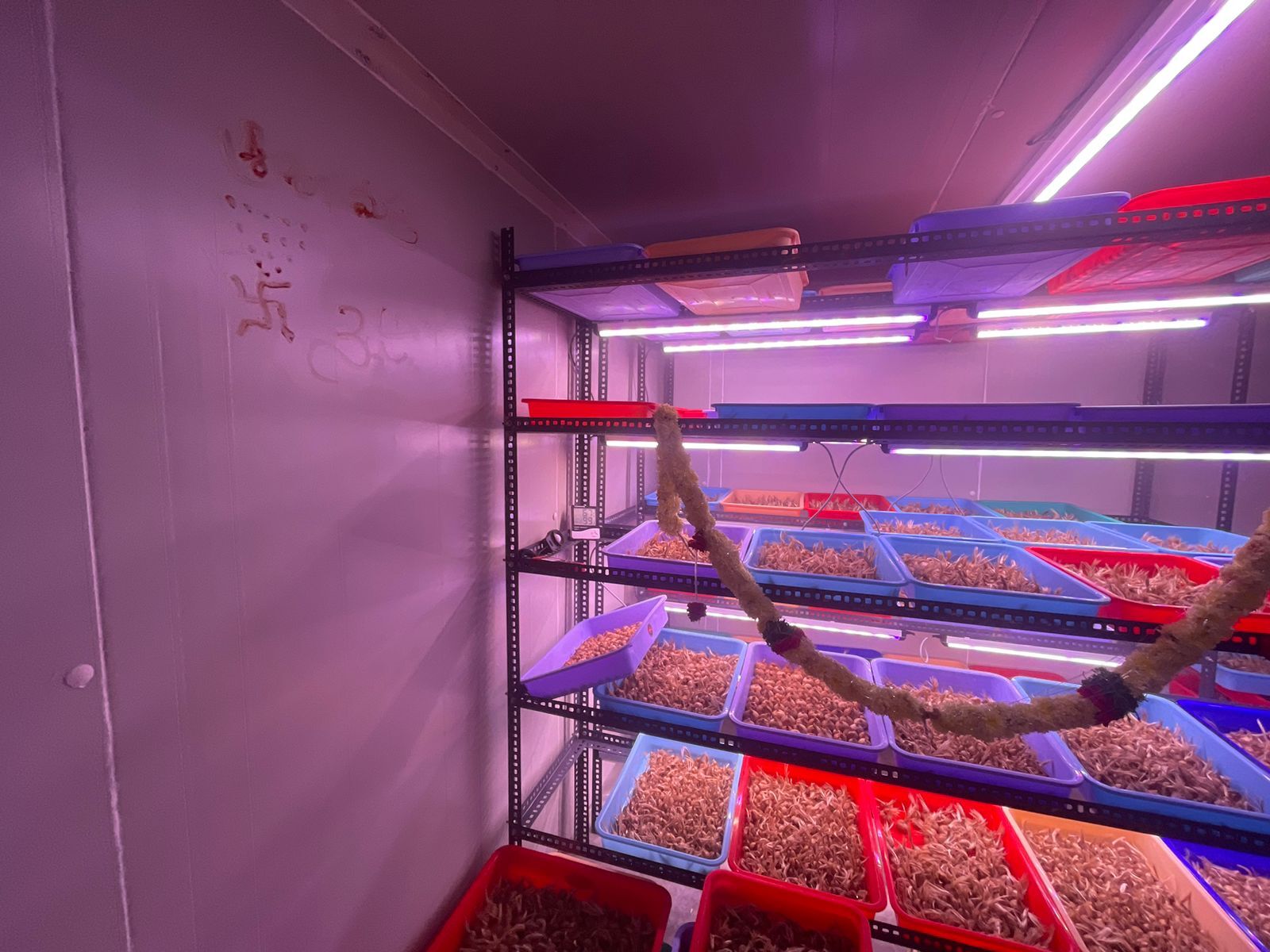 SAFFRON COLD ROOM