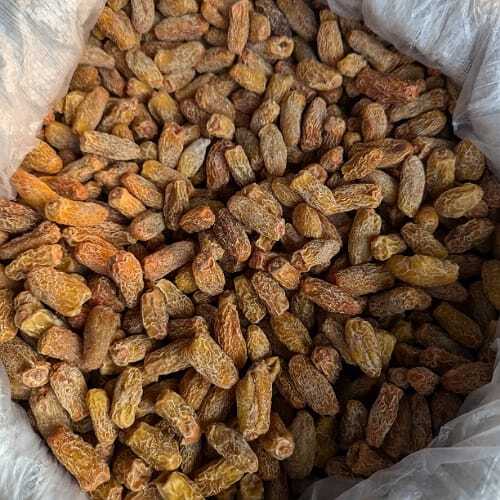 White Dry Dates/Chuahara/Kharik - Cultivation Type: Organic