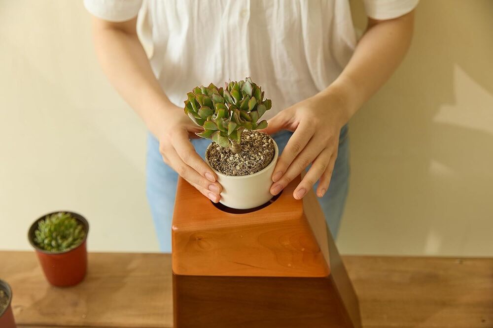 Plant Wood Cremation Urn for Ashes