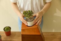 Plant Wood Cremation Urn for Ashes