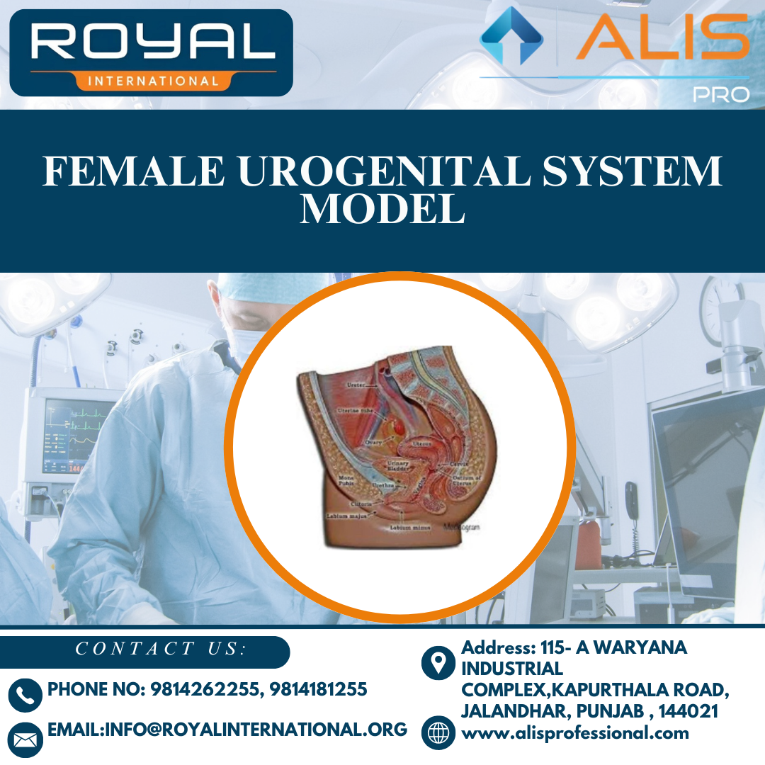 Female Urogenital System Model