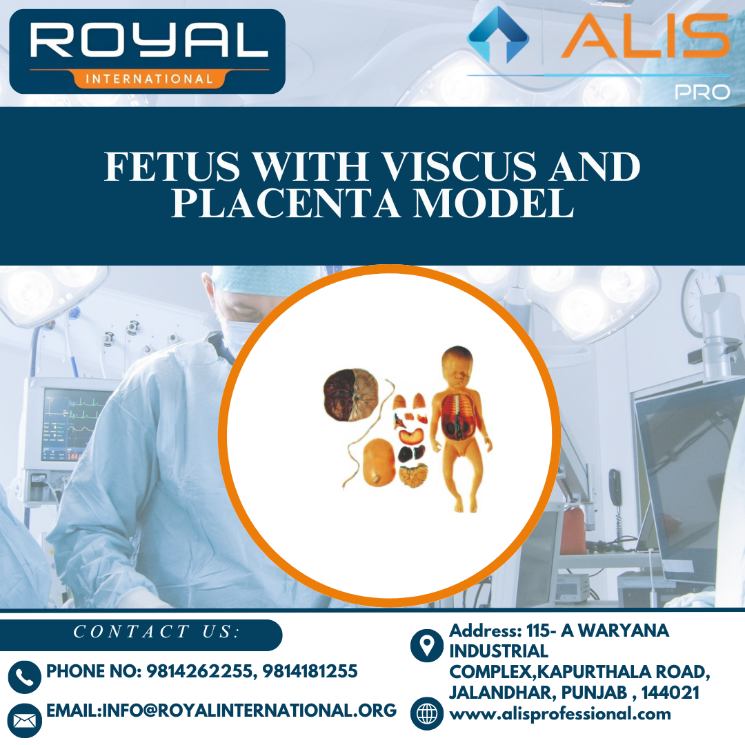 Fetus with Viscus and Placenta Model