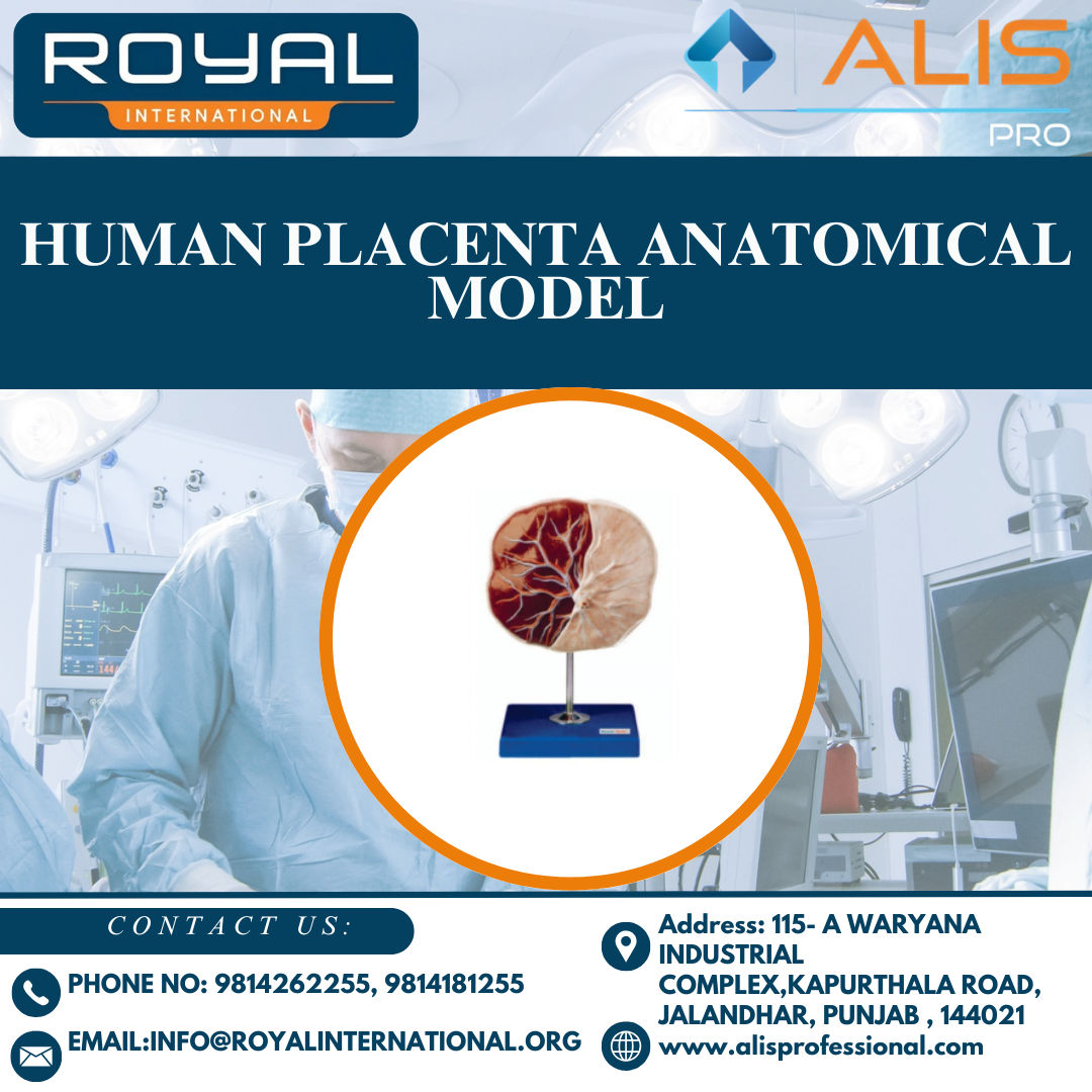 Human Placenta Anatomical Model