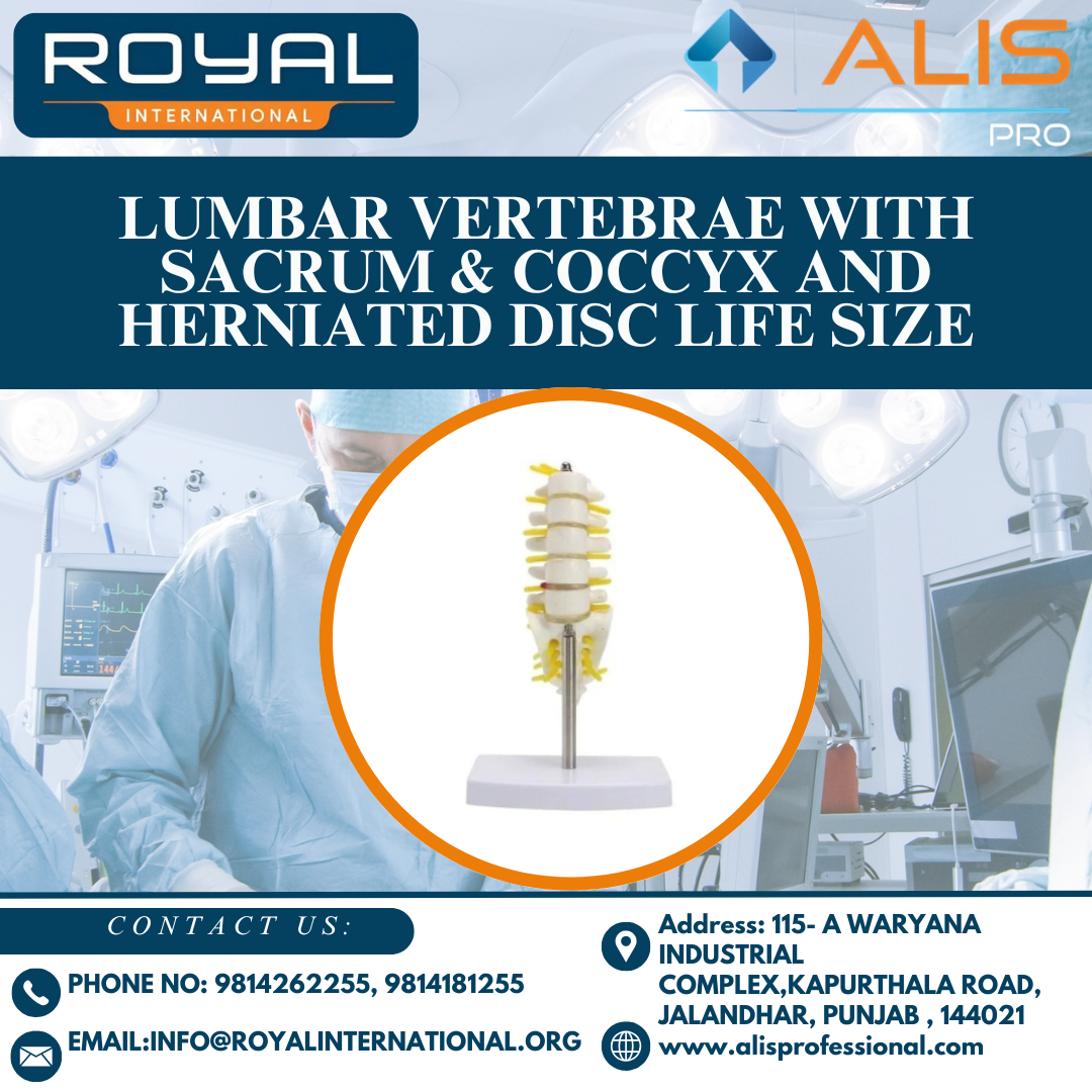 Lumbar Vertebrae with Sacrum & Coccyx and Herniated Disc Life Size