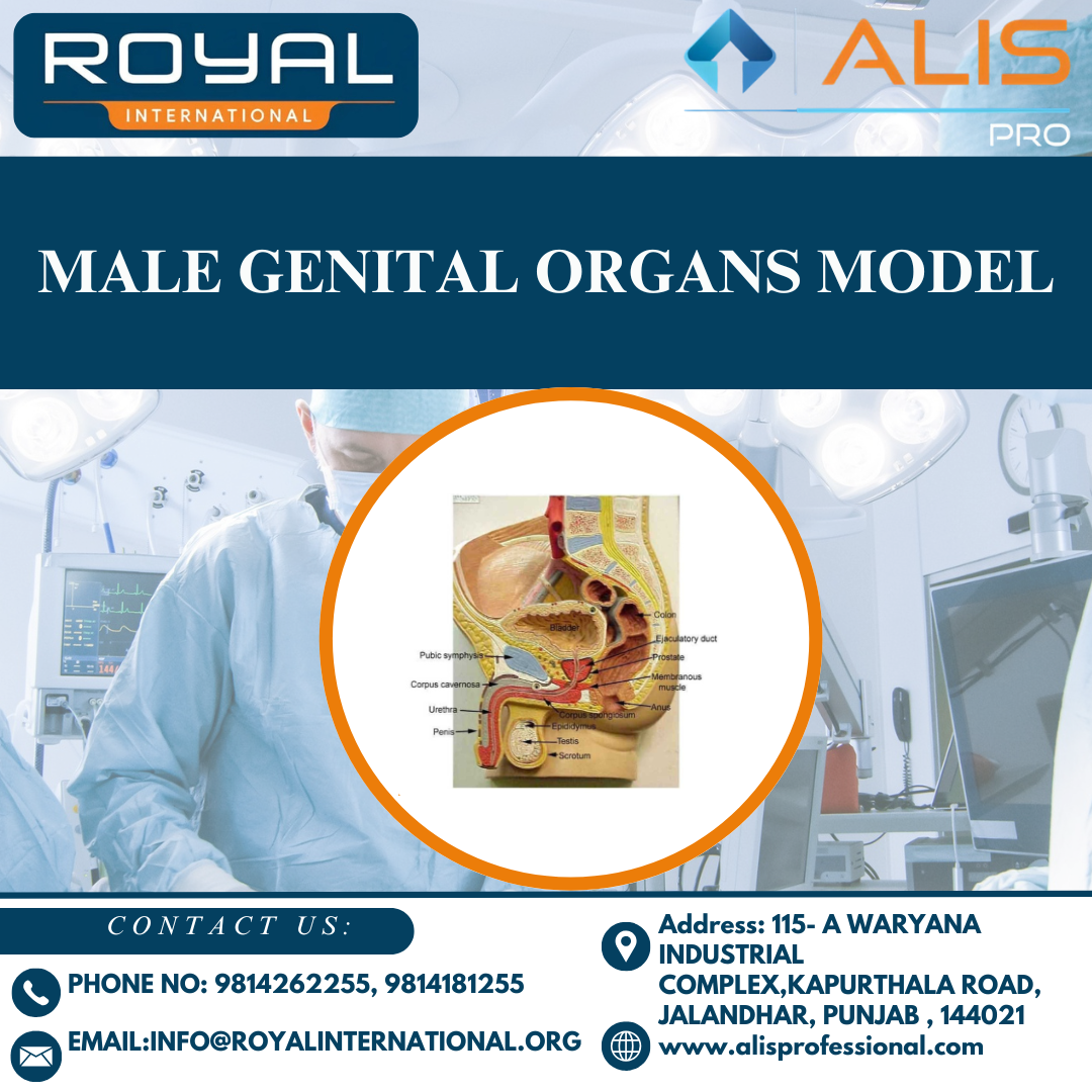 Male Genital Organs Model