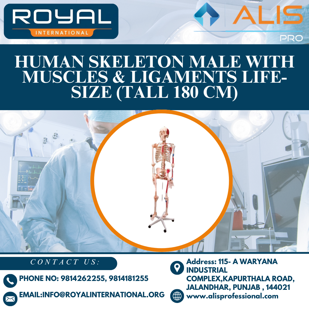 Human Skeleton Male with Muscles & Ligaments Life-Size (Tall 180 cm)