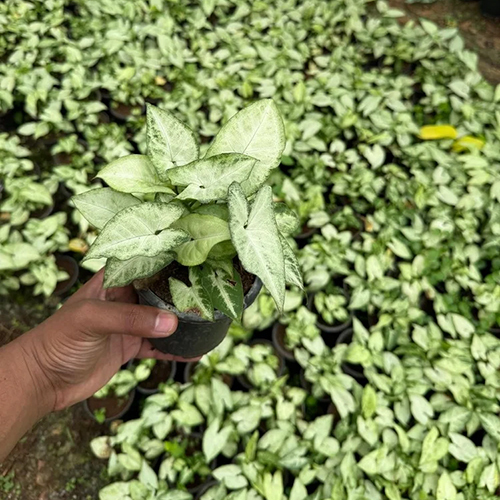 Indoor Ornamental Plant