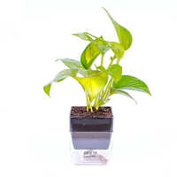 Gold King Money Plant - Natural Size, Golden Leaves | Hardy Indoor/outdoor Plant, Minimal Maintenance, Brings Wealth And Prosperity