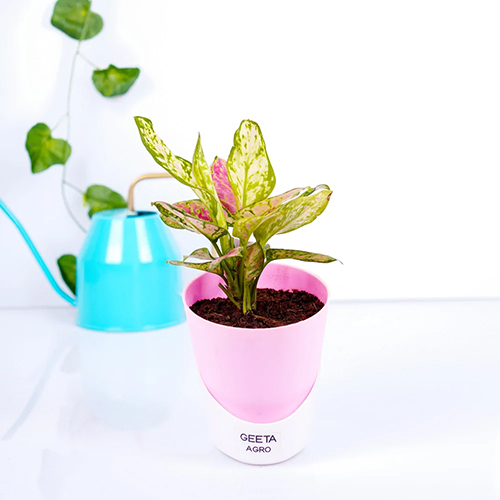 गुलाबी वैलेंटाइन अग्लोनिमा पौधा