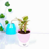 Syngonium Pink Plant
