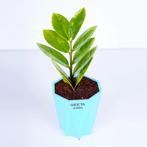 Indoor Green Zamia Plant - Size: Natural