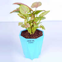 Pink Syngonium Plant - Natural Size, Pink Leaves | Enhances Indoor Beauty, Low To Bright Indirect Sunlight Adaptable, Easy Care