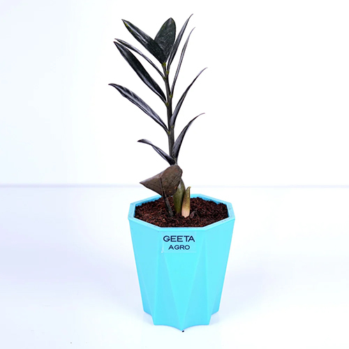 Black Zamia Plant