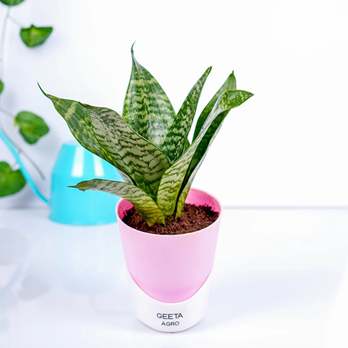 सांसेवीरिया ग्रीन स्नेक