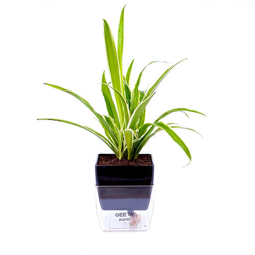 Chlorophytum Spider Plant - Color: Green