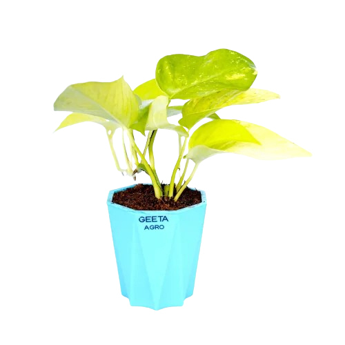 Golden Money Plant